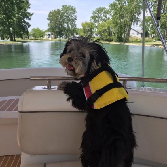 West Marine dog life jacket XS personal flotation device NWOT - Picture 11 of 11